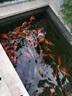 大禹德邦硝化細(xì)菌魚池專用錦鯉池除藻劑水質(zhì)凈化劑益生菌水族綜合調(diào)理 水質(zhì)澄清劑5L【可處理50噸水】 曬單實拍圖