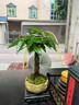 LZJV發(fā)財樹富貴竹轉運室內小盆栽辦公室客室內桌面綠植吸甲醛好養(yǎng) 辮子發(fā)財樹+蓮花陶瓷盆+底座 整體高度25-30厘米左右 曬單實拍圖