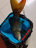 久巖金袖魚(yú)鉤成品子線(xiàn)雙鉤綁好有無(wú)刺防纏繞短子線(xiàn)專(zhuān)用高端鯽魚(yú)鉤袖鉤 35cm有刺金袖【鉤5+1.0鉤6+1.2】 共20付 曬單實(shí)拍圖