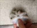 小八爪魚新鮮冷凍去牙去臟去牙去臟迷你章魚鮮活冷凍水產(chǎn) 三去八爪魚 500g(凈重)  15個左 【3袋】 曬單實拍圖