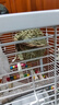 威畢鳥窩鸚鵡牡丹玄鳳虎皮鳥手編草窩保暖透氣鳥巢蘆丁雞窩專用用品 草編鳥窩席草款(棕色) 曬單實(shí)拍圖