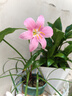 南卡（NANK）Runner3骨傳導(dǎo)藍(lán)牙耳機(jī)無線開放掛耳式不入耳防水運(yùn)動(dòng)雙耳降噪運(yùn)動(dòng)耳機(jī)適配蘋果華為小米 深灰色【運(yùn)動(dòng)游泳防水 自帶16G】 曬單實(shí)拍圖