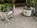 坤卉【養(yǎng)死補發(fā)】陽臺盆栽月季花四季開花玫瑰花樹苗耐寒耐旱灌木月季 紅蘋果（原盆原土發(fā)貨） 曬單實拍圖