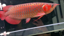 印尼紅龍魚(yú)活體魚(yú)辣椒紅龍超血紅龍金龍魚(yú)活魚(yú)龍魚(yú)小魚(yú)熱帶觀(guān)賞魚(yú) 極品——赤血紅龍【包發(fā)色】 18-20cm【證書(shū)芯片齊全】包發(fā)色 曬單實(shí)拍圖