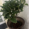 開時果 四季桂花盆栽樹苗濃香型 新中式盆景辦公室內(nèi)綠植物源頭直發(fā)包郵 精品四季桂+磚紅加侖盆 【整高約40-50cm左右】 曬單實拍圖