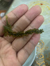 骉祥兒童海葡萄即食綠色魚子醬泡發(fā)小孩吃的鹽漬海葡萄綠色海洋蔬菜e 海葡萄100g*1袋（經(jīng)典高品裝） 曬單實(shí)拍圖