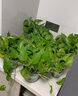 雙盟綠蘿盆栽除甲醛花卉綠植辦公室新房?jī)艋諝?80加侖4盆裝源頭直發(fā) 曬單實(shí)拍圖