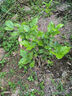 凝慧茉莉花盆栽老樁白茉莉庭院陽(yáng)臺(tái)室內(nèi)外栽種四季花卉濃香茉莉花苗 老樁白茉莉8年苗 曬單實(shí)拍圖