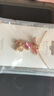XUPING旭平首飾S時(shí)尚可愛小兔子項(xiàng)鏈女生送禮飾品 4號(hào)色-玫粉色 約40+5cm 曬單實(shí)拍圖