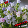 風(fēng)鈴花種子風(fēng)鈴草好種易活室內外庭院陽(yáng)臺盆栽花卉種籽花種子大全 風(fēng)鈴草種子【混色 1000?！?肥料 曬單實(shí)拍圖