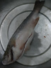 鮮活沖浪河鱸魚400-500g/條 曬單實拍圖