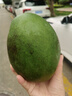 蕊鮮生攀枝花凱特芒果 9斤四川特大青芒果新鮮熱帶水果當(dāng)季現(xiàn)摘 2.5斤A級中果【3-5兩】實惠嘗鮮 曬單實拍圖