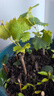 陽(yáng)光玫瑰葡萄樹(shù)苗盆栽包成活果樹(shù)苗南北方種植葡萄苖當年結果 夏黑葡萄苗【原盆原土】2顆裝 曬單實(shí)拍圖