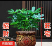 【八方來財】發(fā)財樹鴨腳木盆栽四季常青桌面防輻射花卉盆景 八方來財20厘米4顆【發(fā)陶瓷盆】 送肥料 曬單實拍圖