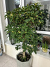 芙洛拉花園【兩小時(shí)達(dá)】發(fā)財(cái)樹(shù)大型綠植物盆栽室內(nèi)好養(yǎng)落地客廳開(kāi)業(yè)喬遷送禮 桂花 曬單實(shí)拍圖