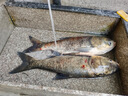 川澤蠻牛鰱鳙魚竿輕量大物桿手竿十大名牌釣竿碳素魚桿青草竿7.5米 曬單實拍圖