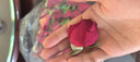 【空運(yùn)】可食用新鮮墨紅玫瑰鮮花  現(xiàn)貨 當(dāng)天採(cǎi)摘當(dāng)天發(fā)貨 冷鏈運(yùn)輸500g 1斤 曬單實(shí)拍圖