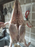 趕牛人白條小乳豬新鮮整只脆皮廣式烤乳豬半成品小香豬精品小耳朵豬 【整只5斤】去內(nèi)臟乳豬 現(xiàn)殺包健康 曬單實(shí)拍圖