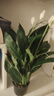 【熱銷款】白掌一帆風(fēng)順盆栽水培植物室內(nèi)花綠植紅掌發(fā)財(cái)樹吸甲醛 特級(jí)白掌10-12株帶花【基地原盆原土】 曬單實(shí)拍圖