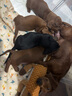 英特威【順豐+冰袋】寵必威狗二聯(lián)四聯(lián)疫苗狂犬成犬幼犬預(yù)防針細(xì)小犬瘟 英特威二聯(lián) 曬單實(shí)拍圖