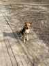 柒哦狗狗牽引繩胸背帶項(xiàng)圈大型犬防爆沖狗脖圈金毛大狗專(zhuān)用狗繩子狗鏈 黑紅色【單胸背 不含繩】 XL（建議體重46-90斤） 曬單實(shí)拍圖