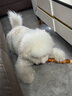 petlimit狗狗牽引繩遛狗鏈子泰迪小中型幼犬胸背帶狗繩 青桔M套裝 曬單實(shí)拍圖