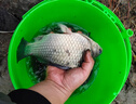 云飛魚日本高端碳氟線正品路亞前導(dǎo)線釣魚線耐磨主線柔軟子線套裝尼龍線 120米碳氟線單卷【透明色】 2.0號(hào) 曬單實(shí)拍圖