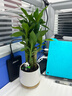 綠蔭巷子富貴竹植物迷你盆栽室內辦公室好養文昌竹綠植四季常青步步高花卉 【白蛋盆+竹托】4富貴竹+熊貓+牌 曬單實(shí)拍圖