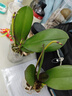 蝴蝶蘭盆栽帶花劍四季開花客廳室內(nèi)蘭花大苗桌面無花苞花好養(yǎng)易活 【主圖款】---【包開花】送營養(yǎng)液2包 帶2支花劍 曬單實拍圖