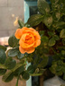 維達(dá)（Vinda）濕廁紙【孫穎莎推薦】家庭裝80片*10包 金盞花精華紙巾 廁紙濕巾 曬單實拍圖