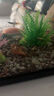 派樂特 魚缸造景裝飾躲避屋異型魚繁殖陶罐擺件蝦窩 大號(hào) 曬單實(shí)拍圖