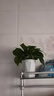 綠蘿盆栽室內植物新房家用吸除甲醛凈化空氣水培綠植花卉長(cháng)藤綠蘿 120#仿瓷菱形白盆自吸水【6盆】+10包肥 曬單實(shí)拍圖