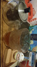 蜂小吉鱈魚片烤魚片魚干即食500g海味孕婦兒童休閑零食海鮮魚片辦公室 曬單實拍圖