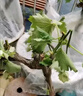 嫣藍(lán)果樹苗葡萄苗巨峰葡萄樹苗盆地栽種植苗 巨峰3厘米粗1棵源頭直發(fā) 曬單實拍圖