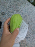 京喜加高山現(xiàn)摘佛手瓜新鮮蔬菜壽瓜豐收窩瓜洋瓜豐收瓜生鮮 貴州佛手瓜 9斤 囤貨款 曬單實(shí)拍圖