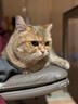 LOVECAT LITTER愛寵愛貓豆腐貓砂易團結低塵速團可沖馬桶貓砂寵物用品 綠茶豆腐貓砂6L*6包【整箱】 曬單實拍圖