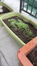 壽禾20種陽(yáng)臺蔬菜種子套餐大全四季種植冬春季韭菜番茄黃瓜水果種籽 12種蔬菜種子套餐 曬單實(shí)拍圖