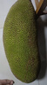 京鮮生 海南老樹菠蘿蜜 30-35斤裝 凈重30斤+ 生鮮水果 源頭直發(fā) 曬單實(shí)拍圖