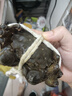 【活蟹】蘇狀元大閘蟹2.0-2.3兩8只 鮮活六月黃去繩足重螃蟹海鮮禮盒源頭直發(fā) 曬單實(shí)拍圖
