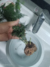 佰花錦文竹桌面盆栽新中式綠植辦公室客廳盆景茶臺(tái)臥室好養(yǎng)綠植花卉植物 【送方底座】文竹+pvc舍得盆+黑沙石鋪面 20-30cm 曬單實(shí)拍圖