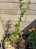 行湘爬藤月季花苗綠植盆栽爬墻花卉 安吉拉50-70cm（1棵）源頭直發(fā) 曬單實拍圖