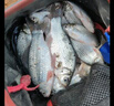 化氏魚(yú)餌配方鋼彈2號大紅鯽深海元素野釣腥香拉餌鯽魚(yú)打窩魚(yú)餌料 鋼彈2號-2包-人多/天冷多加鋼彈 曬單實(shí)拍圖