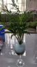 水培裸根水養綠植物四季常青好養活植物花卉 袖珍椰子4株（不含盆） 曬單實(shí)拍圖