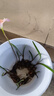 遇水即活養(yǎng)花花卉水培玫瑰花室內(nèi)懶人水培植物水養(yǎng)辦公室綠植盆栽 紅色【濃香】 300天+花期【6顆玫瑰種球苗】+營(yíng)養(yǎng)液 曬單實(shí)拍圖