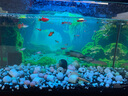 瘋狂水草適配小mi魚(yú)缸造景背景板貼紙裝飾亞克力生態(tài)缸裝飾造景擺件高清景 【高清背板】翠波仙境 不含缸 曬單實(shí)拍圖
