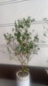 正宗耐冬茶花樹(shù)苗耐熱茶花地栽南北方種風(fēng)景樹(shù)四季不落葉茶花大樹(shù) 耐冬茶花 3cm粗【樹(shù)形優(yōu)美】1.2-1.5米高 曬單實(shí)拍圖