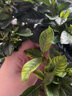 八個(gè)老頭植物菌立清通用型免稀釋微生物殺菌植物抗菌白粉炭疽黑斑黃葉通用 菌立清300ml*1瓶 曬單實(shí)拍圖