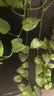 babycare山茶花蘿卜褲純色兒童秋季褲子運動(dòng)休閑長(cháng)褲 淺木色 90 曬單實(shí)拍圖