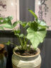 春羽綠植盆栽 室內(nèi)客廳花卉水養(yǎng)水培好養(yǎng)辦公室綠蘿春雨水培植物 大葉春雨2顆（含根整體高度10-20厘米） 曬單實(shí)拍圖