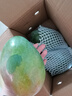 京鮮生 攀枝花凱特芒果 凈重4.5斤 單果600g 水果 源頭直發(fā)【搜生鮮館】 曬單實(shí)拍圖